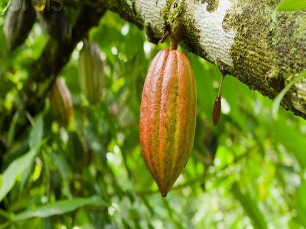 Negara Penghasil Biji Kakao Terbesar Di Dunia Moodco Cokelat